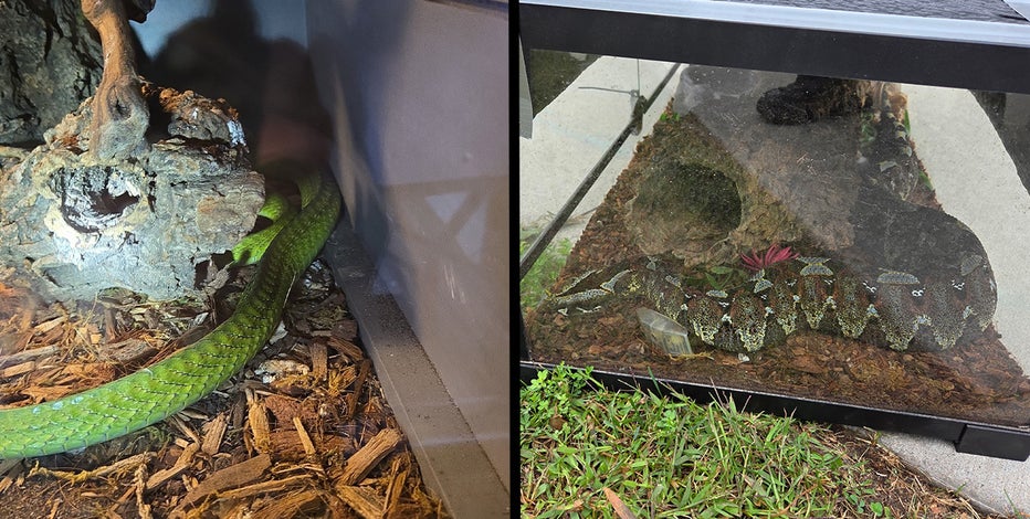 snakes.jpg?ve=1&tl=1