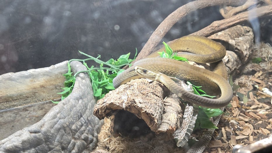 Search warrant uncovers venomous snakes, exotic animals in