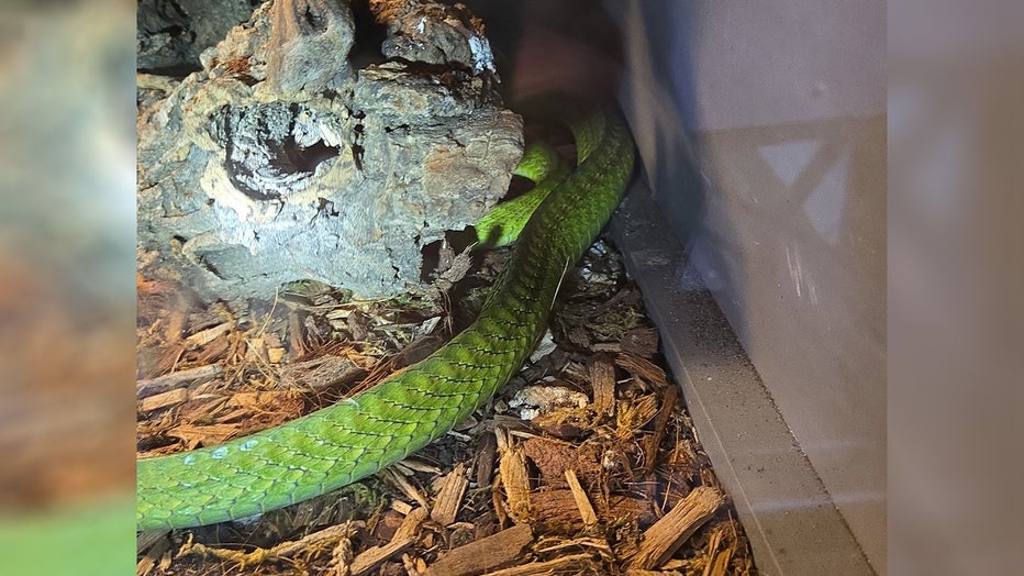 Search warrant uncovers venomous snakes, exotic animals in