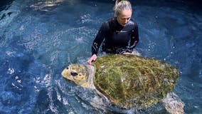Minnesota Zoo welcomes Snooki the sea turtle