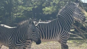 Como Zoo welcomes 2 new zebras
