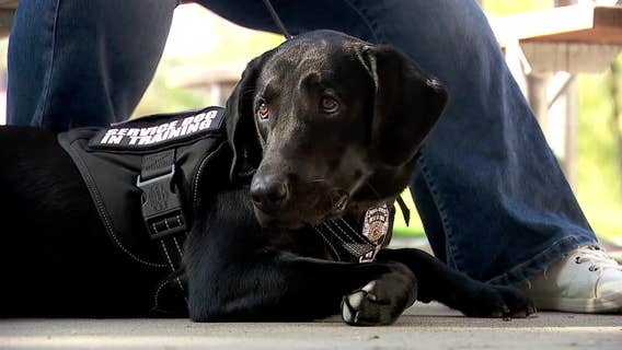 Abandoned dog is newest member of West St. Paul Police