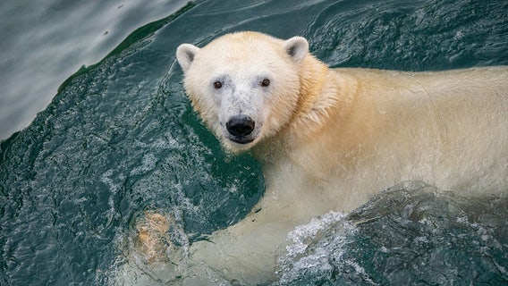 Como Zoo welcomes new polar bear as part of breeding program