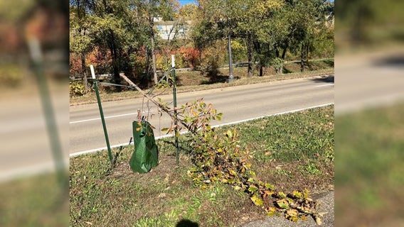 St. Paul trees vandalized again, 32 damaged along Shepard Road