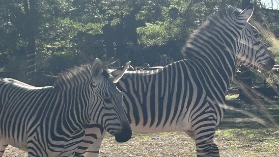 Como Zoo welcomes 2 new zebras