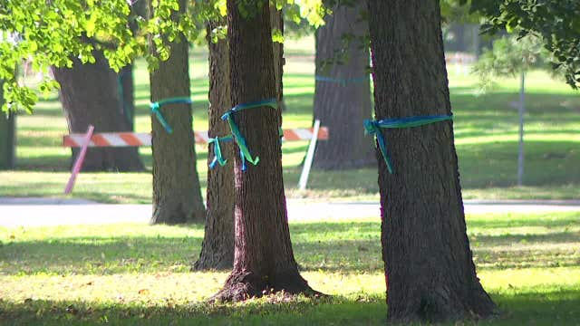 Runners will see blue and green ribbons along TC Marathon route for Annunciation 