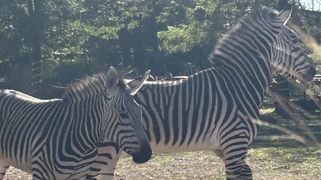 Como Zoo welcomes 2 new zebras