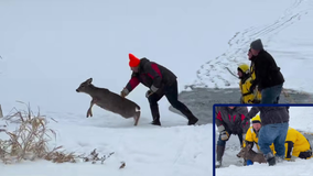 Northern MN firefighters rescue deer that fell through ice: Video
