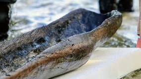 Ancient canoes discovered in Wisconsin lake reveal 5,200-year-old history