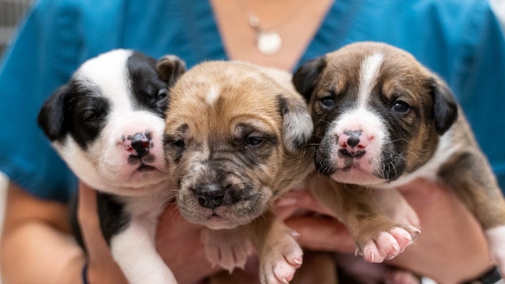 How to make a difference for animals in need this holiday season