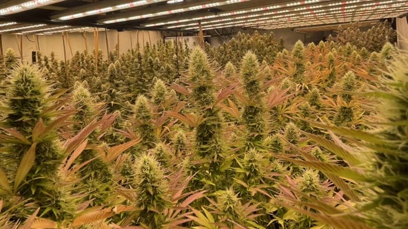 Government shutdown deal delivers devastating blow to Minnesota's hemp industry