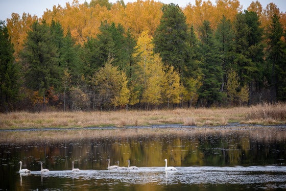 Historic 16,000-acre land protection by Minnesota DNR supports wildlife