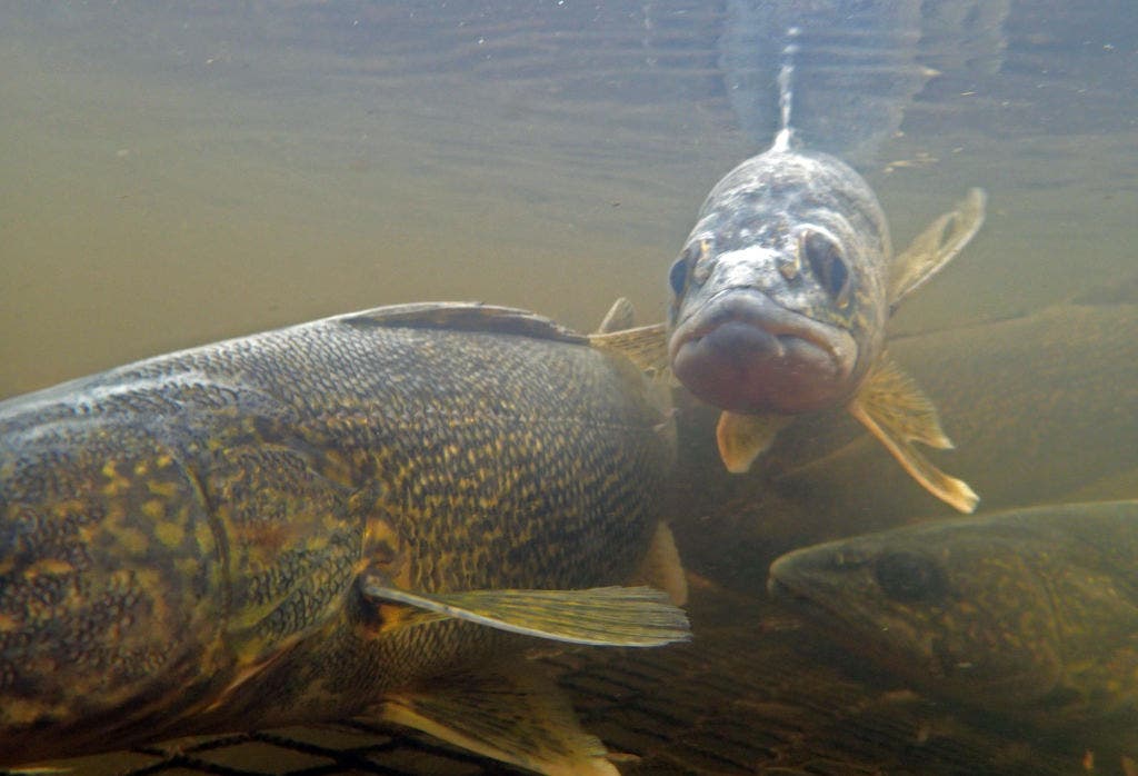 Minnesota walleye fishing: DNR considers reducing statewide limit