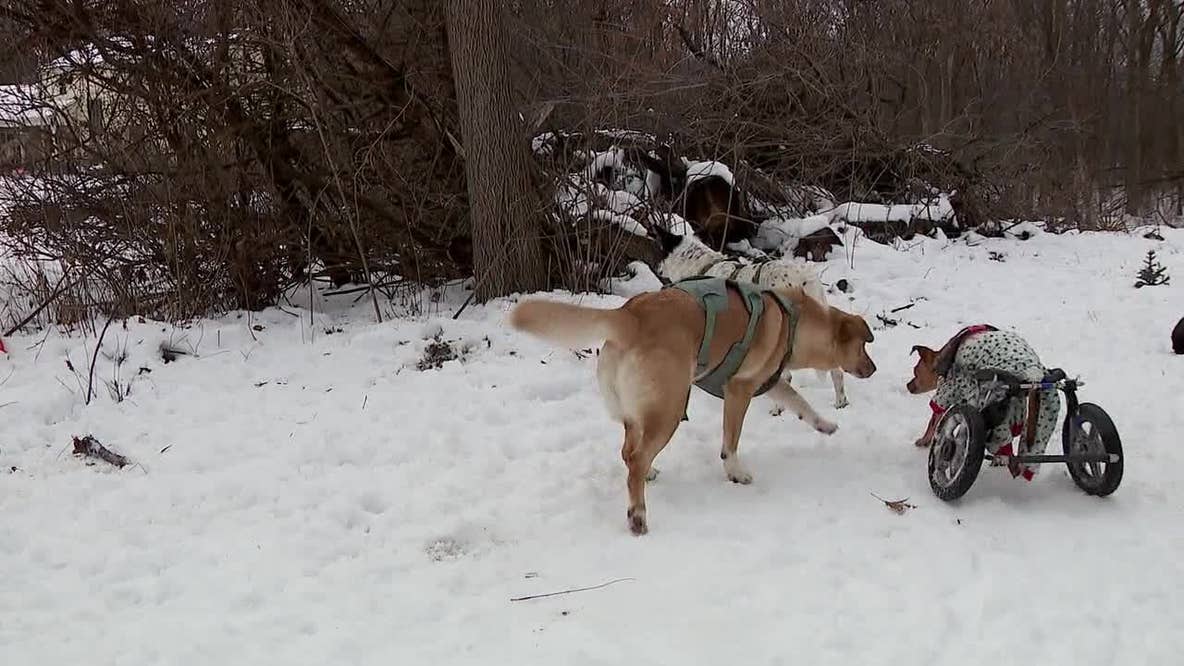 Hastings animal rescue faces financial struggles as Meta stops funding page