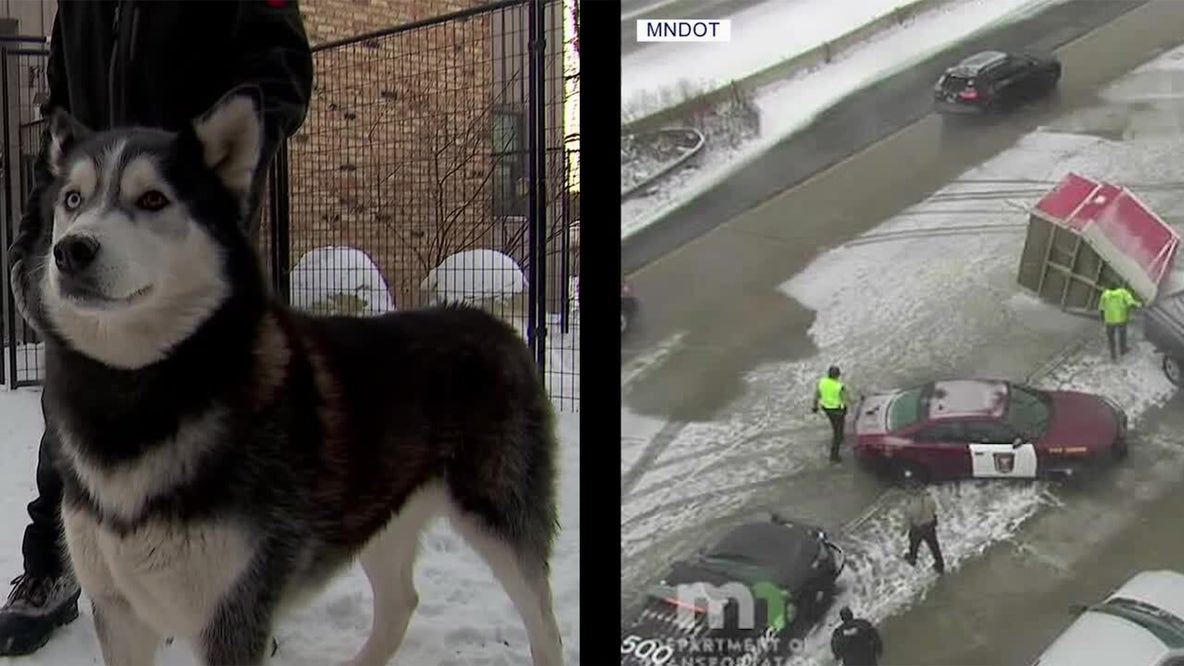 Sled dogs recovering after trailer splits in half on icy Minnesota interstate