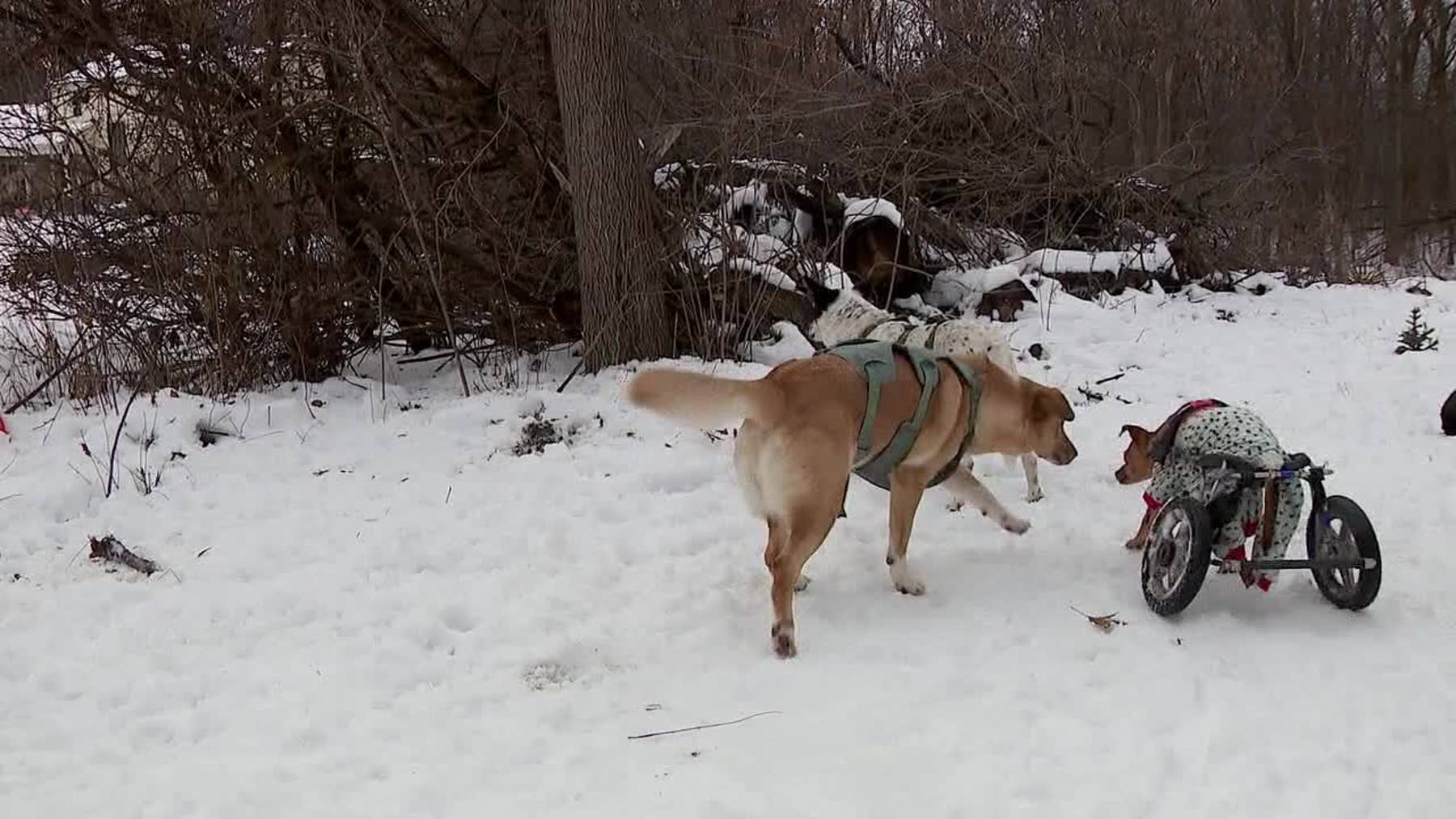 Hastings animal rescue faces financial struggles as Meta stops funding page