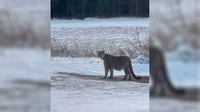 Mountain lion spotted in Duluth, public advised to not approach