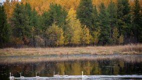 Historic 16,000-acre land protection by Minnesota DNR supports wildlife