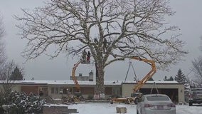 Bloomington’s giant lighted oak tree will be rekindled this season