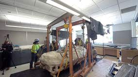 'Dinosaur mummy' fossil set to be studied at Winona State University
