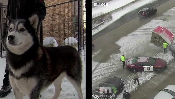 Sled dogs recovering after trailer splits in half on icy Minnesota interstate