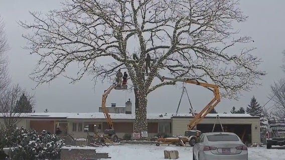 Bloomington’s giant lighted oak tree will be rekindled this season