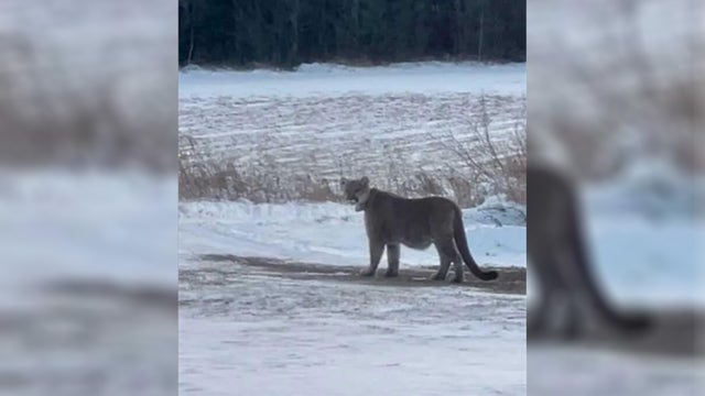 Mountain lion spotted in Duluth, public advised to not approach
