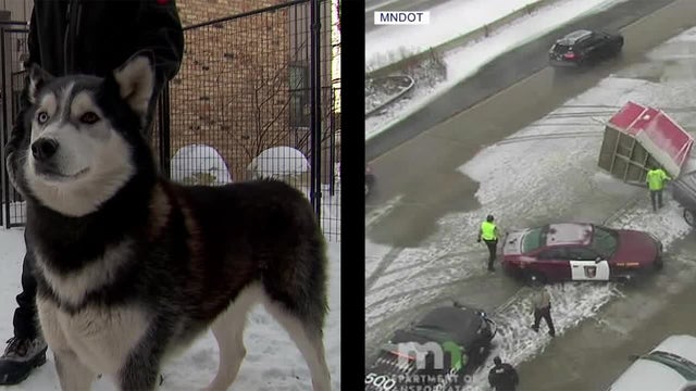 Sled dogs recovering after trailer splits in half on icy Minnesota interstate