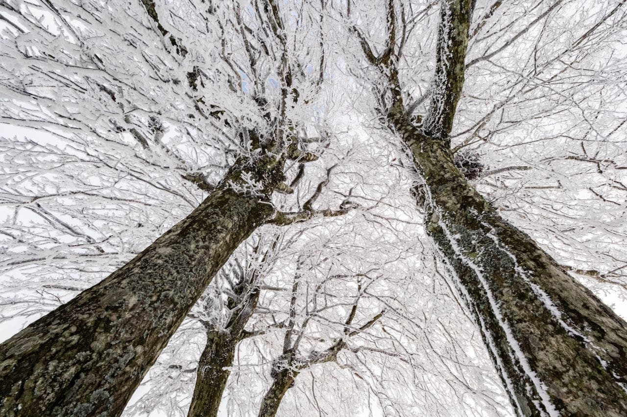 Do trees actually explode from 'extreme' cold?