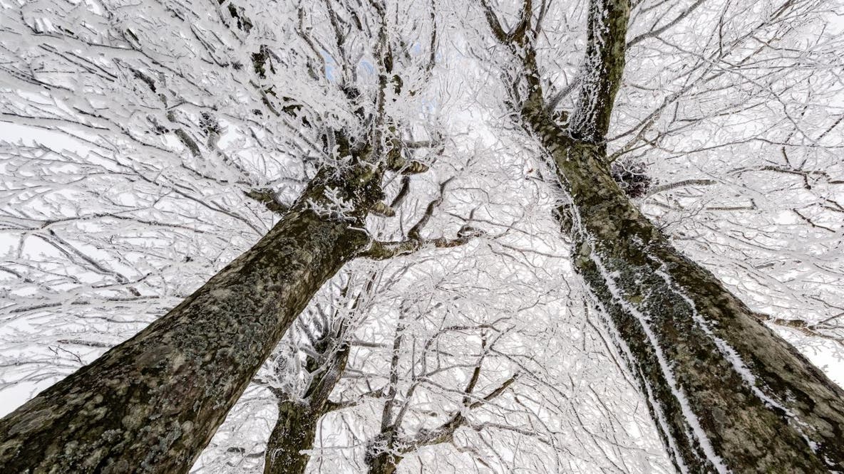 Do trees actually explode from 'extreme' cold?