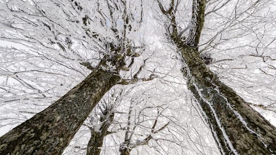 Do trees actually explode from 'extreme' cold?