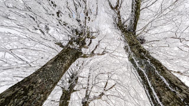 Do trees actually explode from 'extreme' cold?