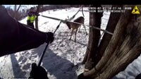 Video: Forest Lake police rescue deer stuck in hammock