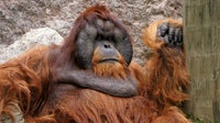 Como Park Zoo’s beloved orangutan Jambu dies at 40