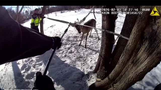 Video: Forest Lake police rescue deer stuck in hammock