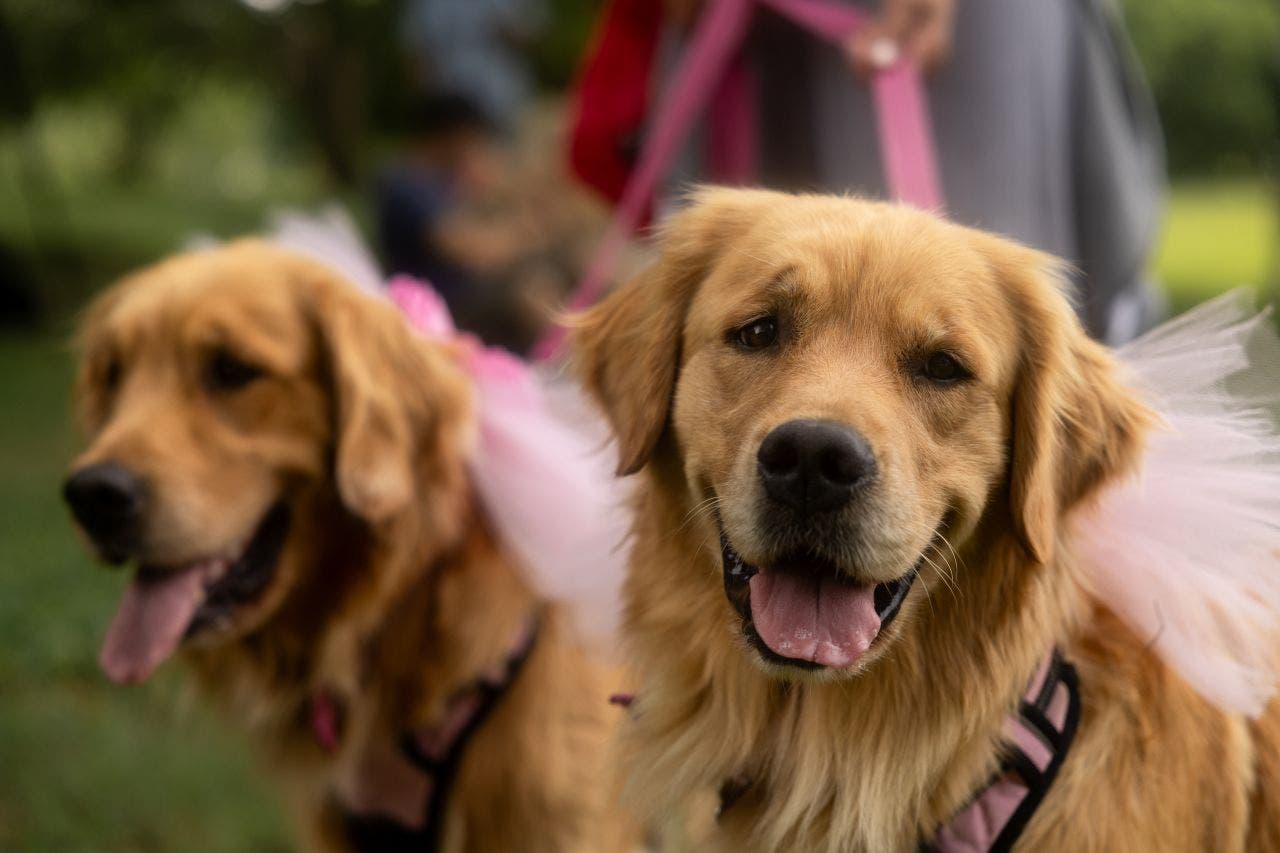 Minnesota bill would restrict pet stores from selling dogs, cats