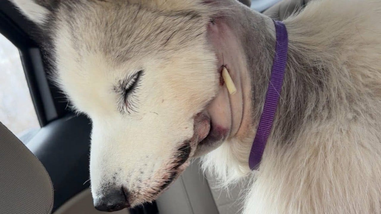 Dog survives being shot 3 times in own backyard