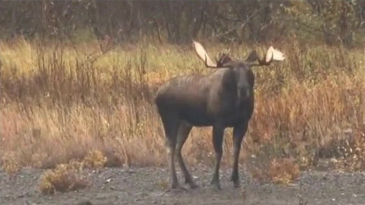 Minnesota’s moose population stable after years of decline: DNR data