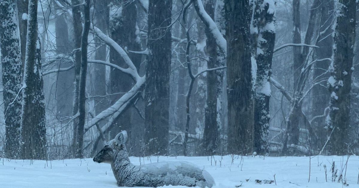 Minnesota snow totals so far for March 14-15 winter storm