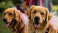 Minnesota bill would restrict pet stores from selling dogs, cats