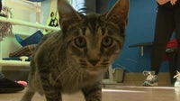 Bill to ban cat declawing in MN stalls in House committee vote