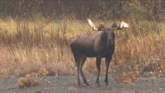 Minnesota’s moose population stable after years of decline: DNR data