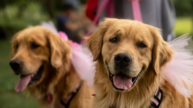 Minnesota bill would restrict pet stores from selling dogs, cats