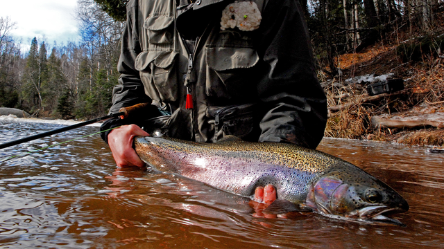 MN fish consumption guidelines as PFAS detected in fish from Vermillion River