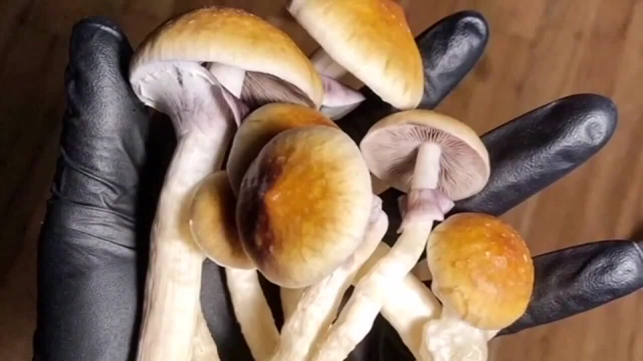 Minnesota magic mushrooms: Medical psilocybin bill advances