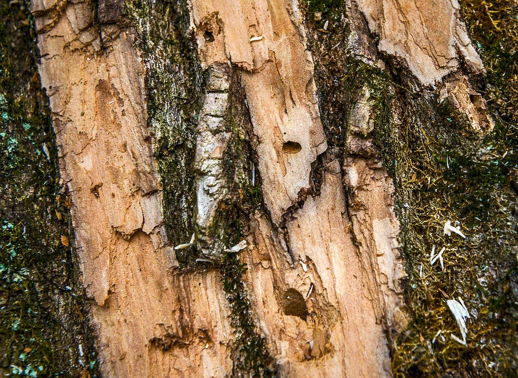 Emerald ash borer found in Todd County: Emergency quarantine limits firewood