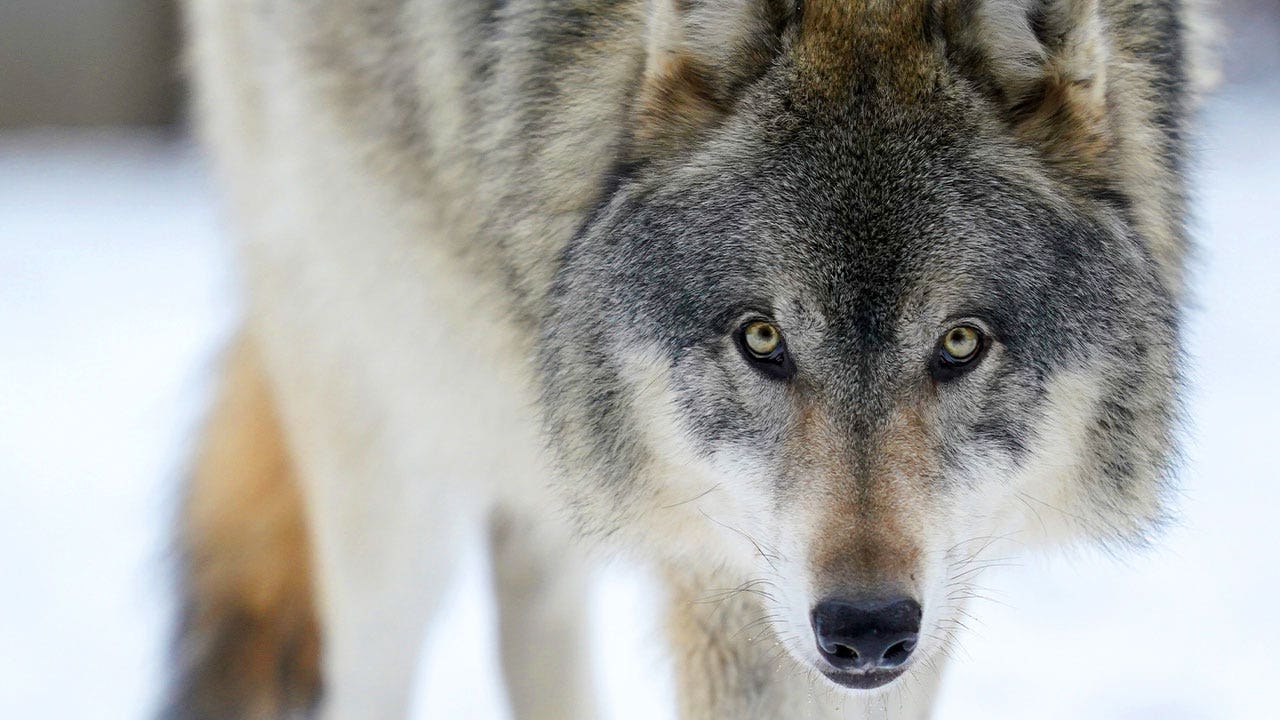 Humans kill two-thirds of all wolves despite changes to federal laws: study
