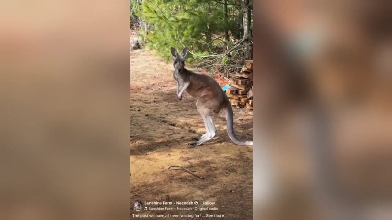 Escaped kangaroo found in Wisconsin using drone