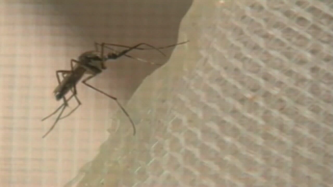 Mosquito control measures begin across Twin Cities metro