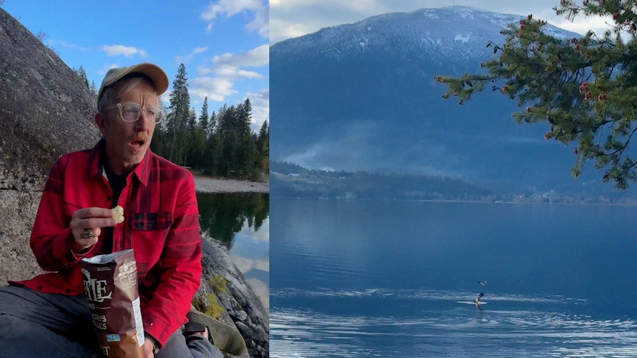 Osprey attempts to steal fish from bald eagle